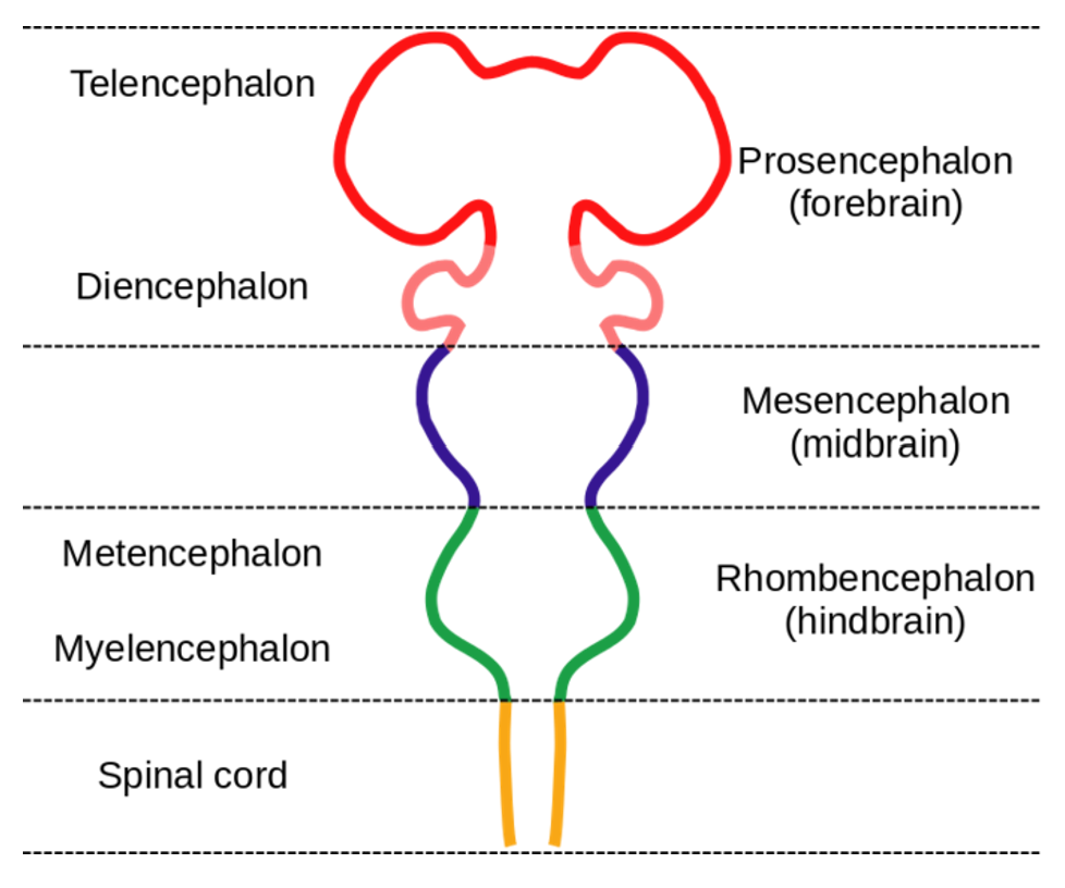 Diagram of the parts of the brain